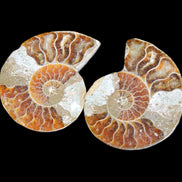 Jurassic Ammonite from Madagascar split pair 44*36*5mm 27/29g in sunlight - Rocks and Things Store