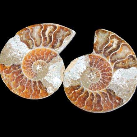 Jurassic Ammonite from Madagascar split pair 44*36*5mm 27/29g in sunlight - Rocks and Things Store