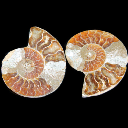 Jurassic Ammonite from Madagascar split pair 44*36*5mm 27/29g in sunlight - Rocks and Things Store
