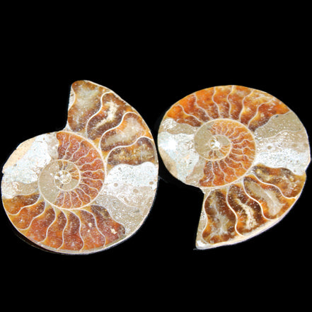 Jurassic Ammonite from Madagascar split pair 44*36*5mm 27/29g in sunlight - Rocks and Things Store