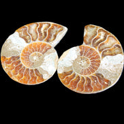 Jurassic Ammonite from Madagascar split pair 44*36*5mm 27/29g in sunlight - Rocks and Things Store