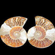 Jurassic Ammonite from Madagascar split pair 44*36*5mm 27/29g in sunlight - Rocks and Things Store