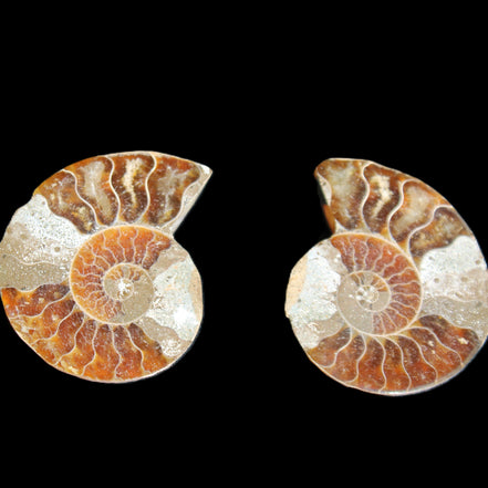 Jurassic Ammonite from Madagascar split pair 44*36*5mm 27/29g in sunlight - Rocks and Things Store