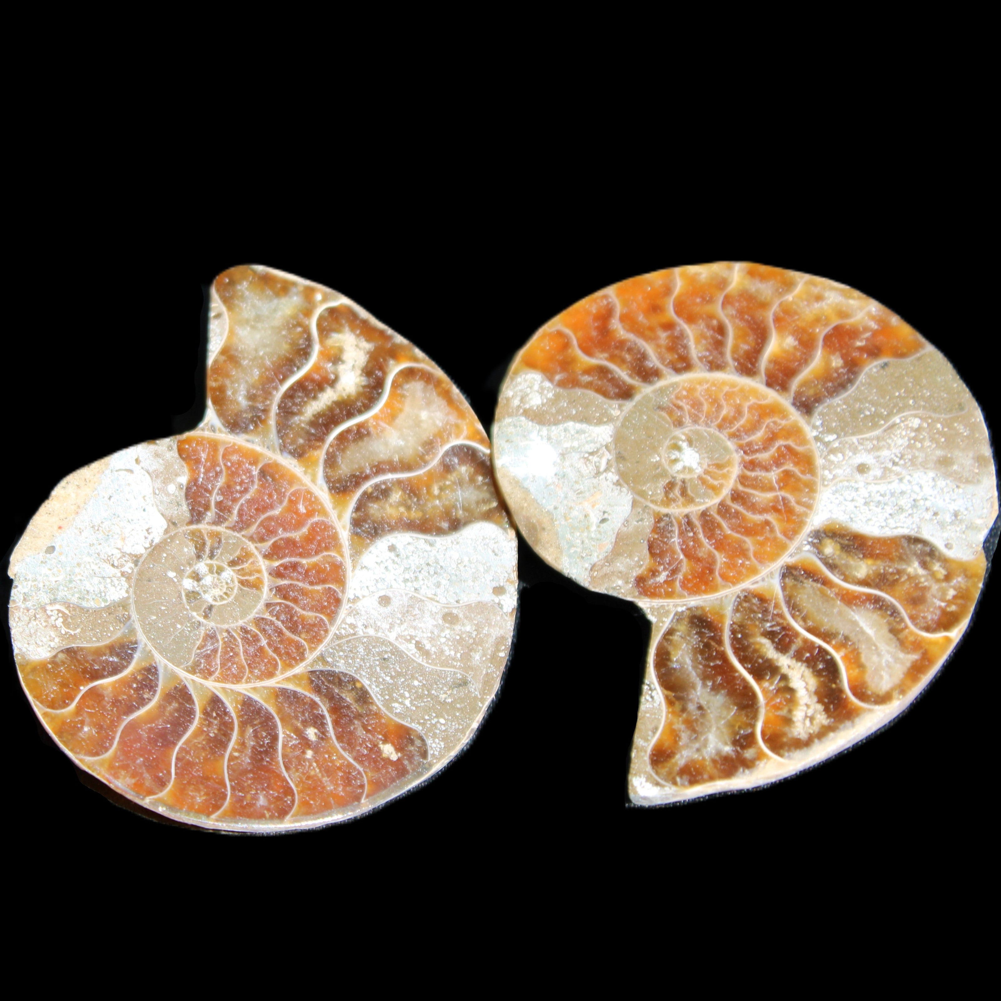 Jurassic Ammonite from Madagascar split pair 44*36*5mm 27/29g in sunlight - Rocks and Things Store
