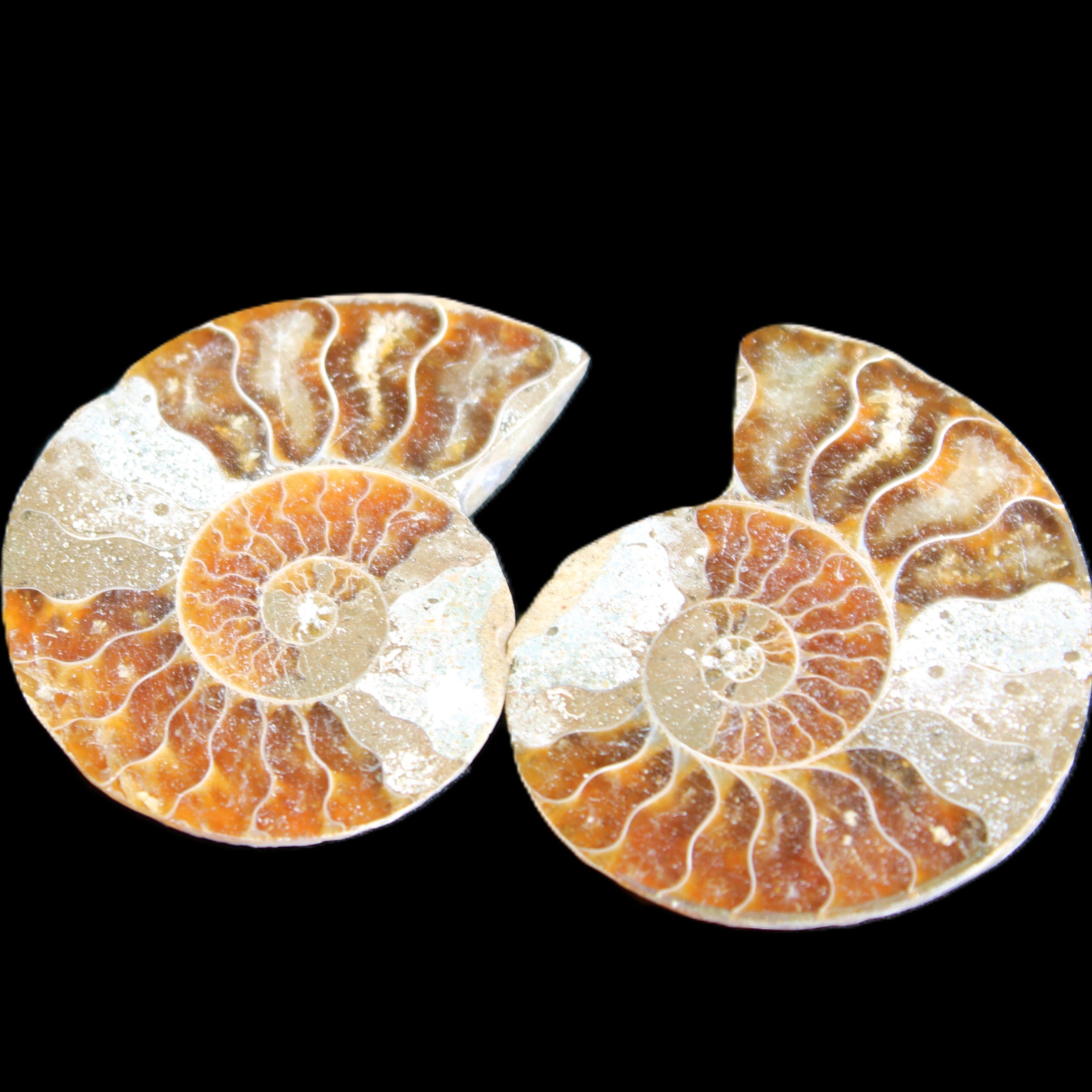Jurassic Ammonite from Madagascar split pair 44*36*5mm 27/29g in sunlight - Rocks and Things Store