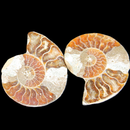 Jurassic Ammonite from Madagascar split pair 44*36*5mm 27/29g in sunlight - Rocks and Things Store