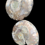 Jurassic Ammonite from Madagascar split pair 44*36*5mm 27/29g in sunlight - Rocks and Things Store