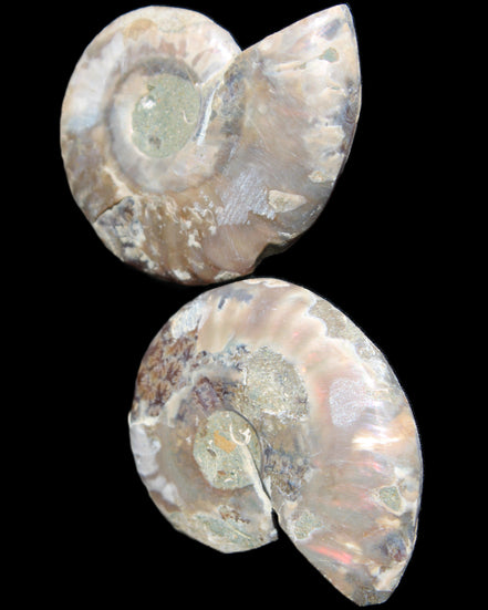 Jurassic Ammonite from Madagascar split pair 44*36*5mm 27/29g in sunlight - Rocks and Things Store