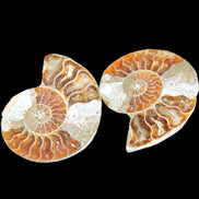 Jurassic Ammonite from Madagascar split pair 44*36*5mm 27/29g in sunlight - Rocks and Things Store