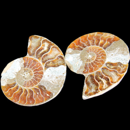Jurassic Ammonite from Madagascar split pair 44*36*5mm 27/29g in sunlight - Rocks and Things Store
