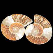 Jurassic Ammonite from Madagascar split pair 44*36*5mm 27/29g in sunlight - Rocks and Things Store