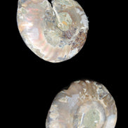 Jurassic Ammonite from Madagascar split pair 44*36*5mm 27/29g in sunlight - Rocks and Things Store