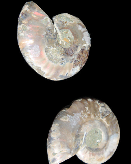 Jurassic Ammonite from Madagascar split pair 44*36*5mm 27/29g in sunlight - Rocks and Things Store