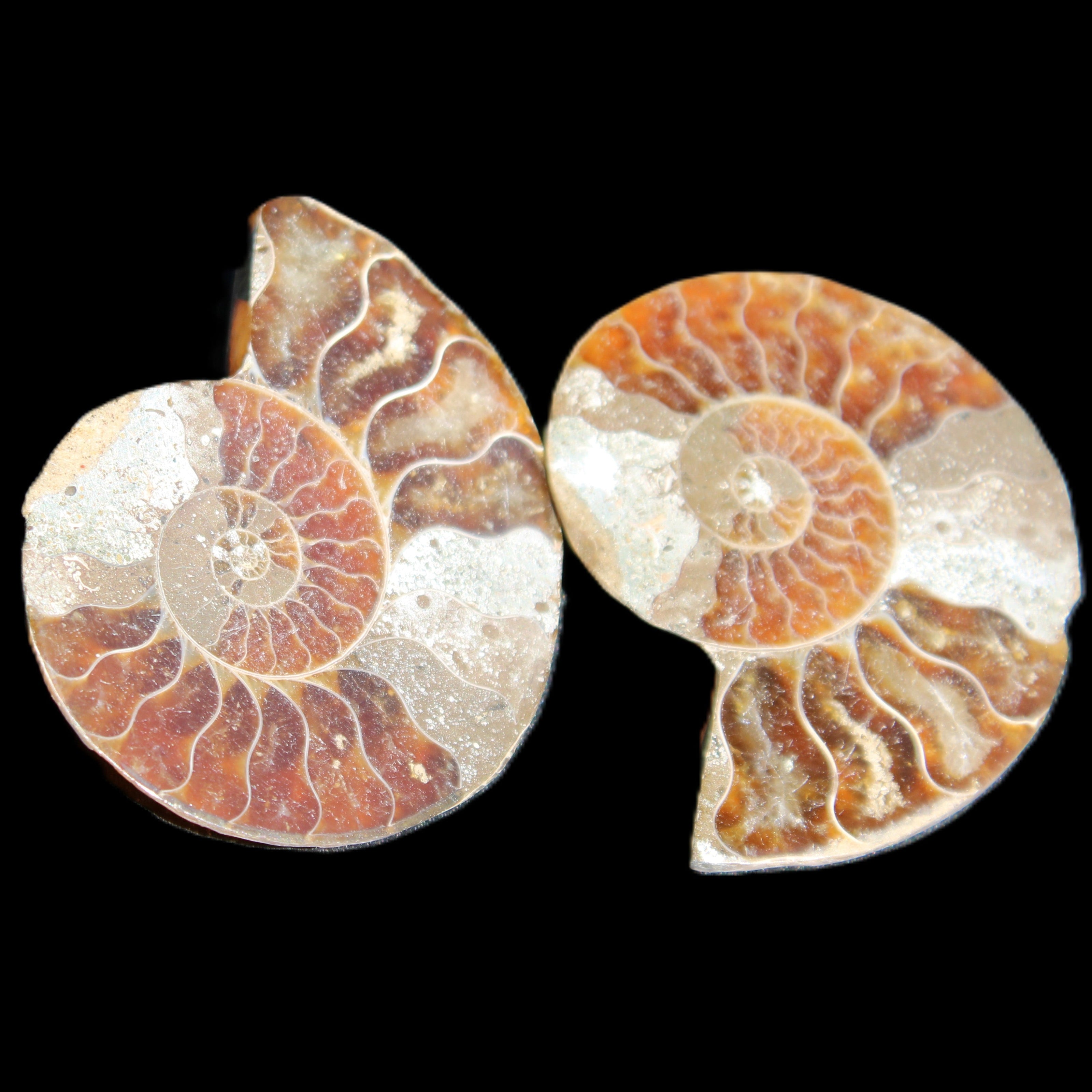 Jurassic Ammonite from Madagascar split pair 44*36*5mm 27/29g in sunlight - Rocks and Things Store