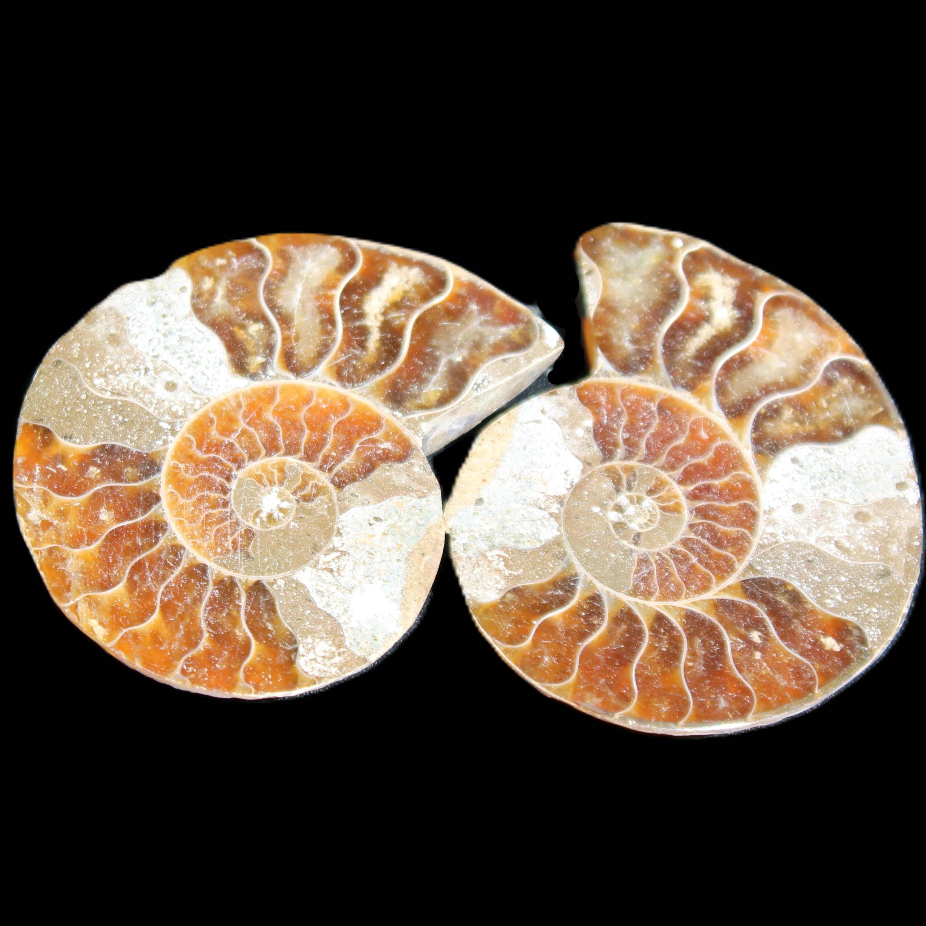 Jurassic Ammonite from Madagascar split pair 44*36*5mm 27/29g in sunlight - Rocks and Things Store