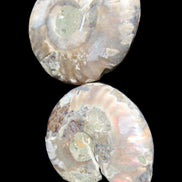 Jurassic Ammonite from Madagascar split pair 44*36*5mm 27/29g in sunlight - Rocks and Things Store
