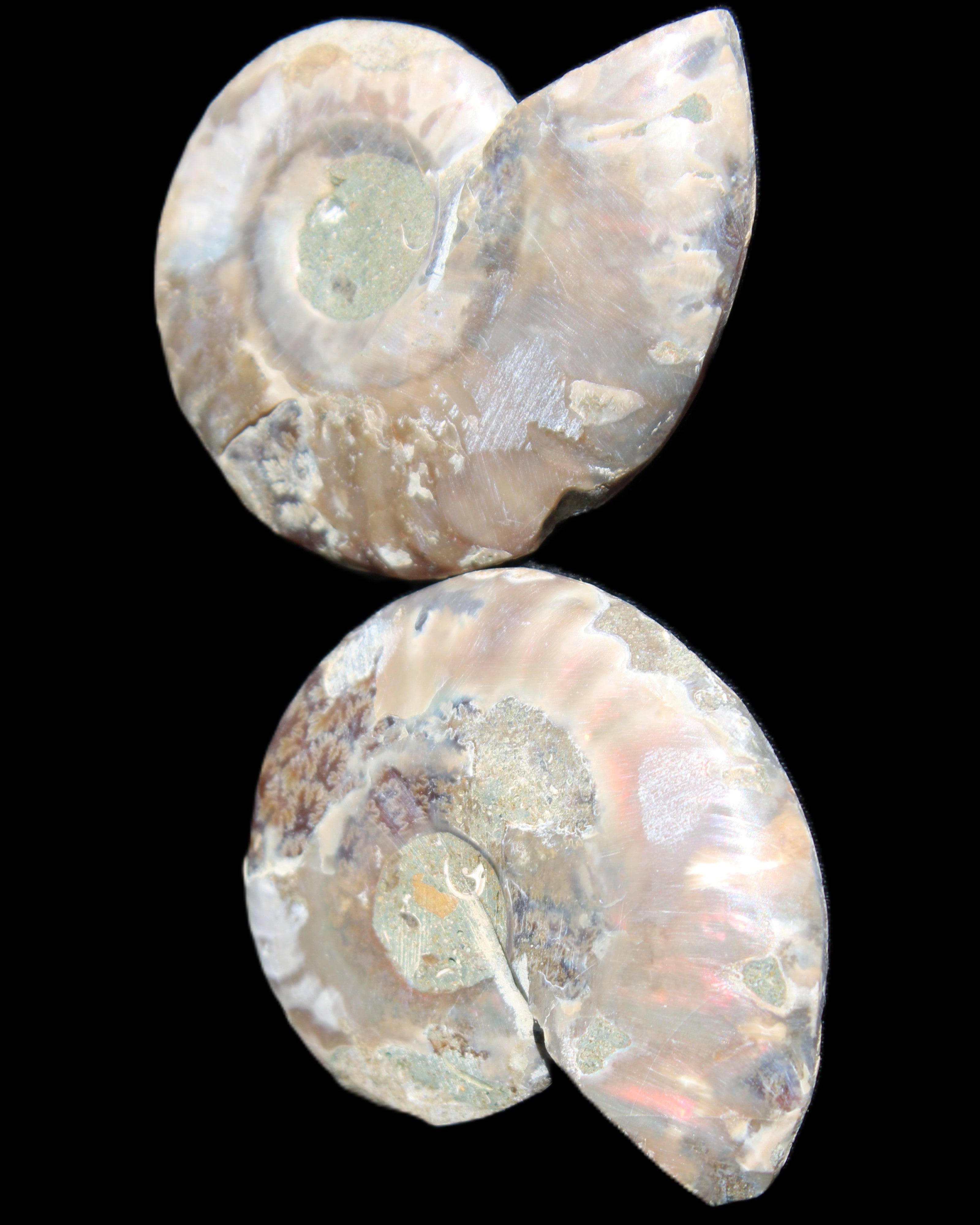 Jurassic Ammonite from Madagascar split pair 44*36*5mm 27/29g in sunlight - Rocks and Things Store