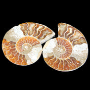 Jurassic Ammonite from Madagascar split pair 44*36*5mm 27/29g in sunlight - Rocks and Things Store