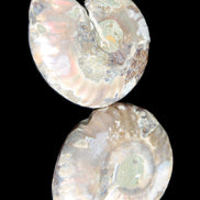 Jurassic Ammonite from Madagascar split pair 44*36*5mm 27/29g in sunlight - Rocks and Things Store