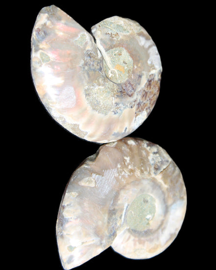 Jurassic Ammonite from Madagascar split pair 44*36*5mm 27/29g in sunlight - Rocks and Things Store