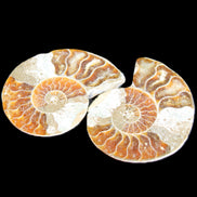 Jurassic Ammonite from Madagascar split pair 44*36*5mm 27/29g in sunlight - Rocks and Things Store
