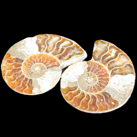 Jurassic Ammonite from Madagascar split pair 44*36*5mm 27/29g in sunlight - Rocks and Things Store