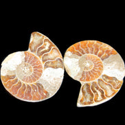 Jurassic Ammonite from Madagascar split pair 44*36*5mm 27/29g in sunlight - Rocks and Things Store