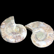 Jurassic Ammonite from Madagascar split pair 44*36*5mm 27/29g in sunlight - Rocks and Things Store
