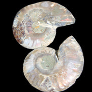 Jurassic Ammonite from Madagascar split pair 44*36*5mm 27/29g in sunlight - Rocks and Things Store