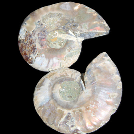 Jurassic Ammonite from Madagascar split pair 44*36*5mm 27/29g in sunlight - Rocks and Things Store