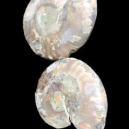 Jurassic Ammonite from Madagascar split pair 44*36*5mm 27/29g in sunlight - Rocks and Things Store