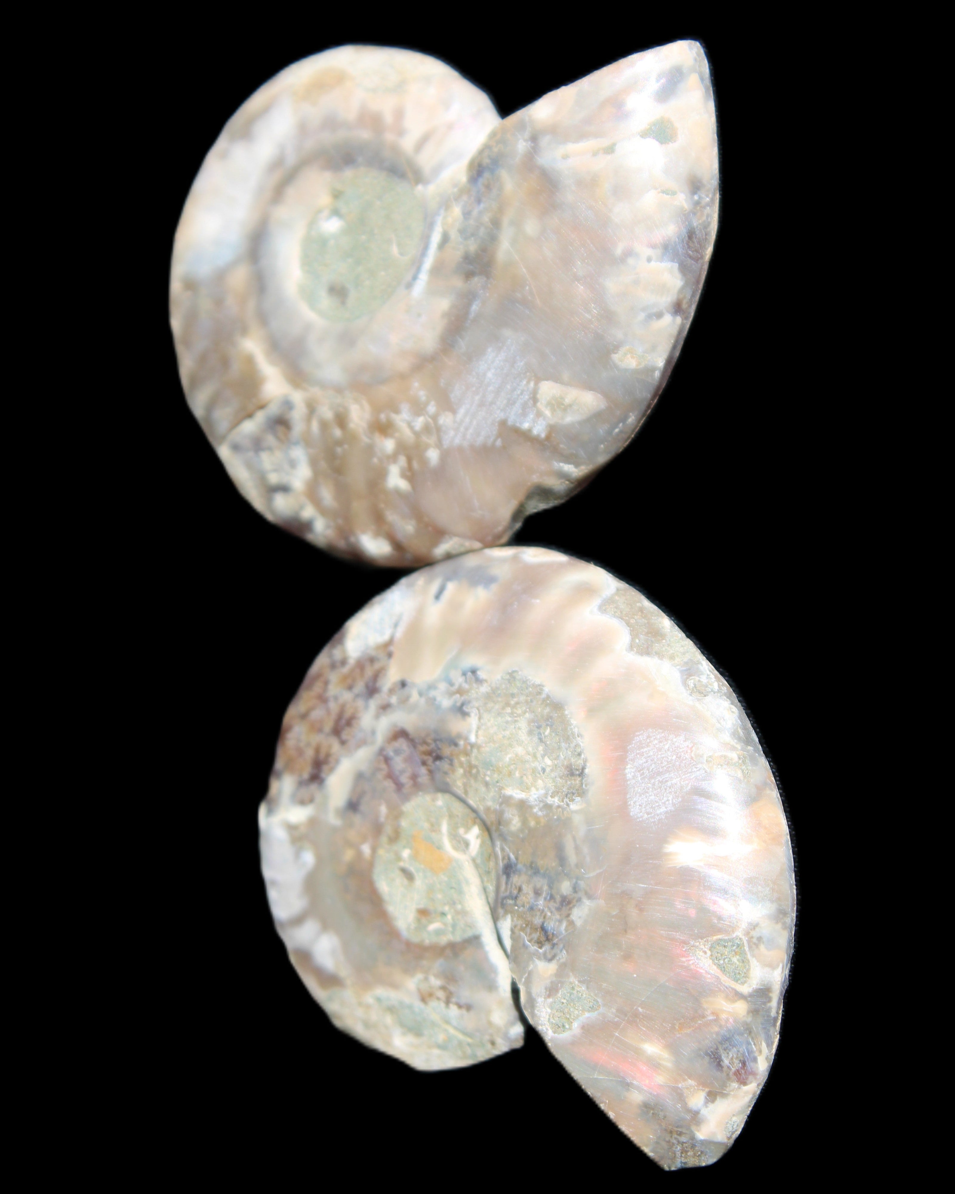 Jurassic Ammonite from Madagascar split pair 44*36*5mm 27/29g in sunlight - Rocks and Things Store