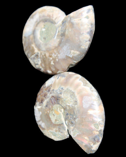 Jurassic Ammonite from Madagascar split pair 44*36*5mm 27/29g in sunlight - Rocks and Things Store