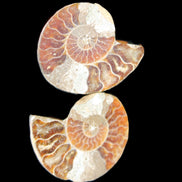 Jurassic Ammonite from Madagascar split pair 44*36*5mm 27/29g in sunlight - Rocks and Things Store
