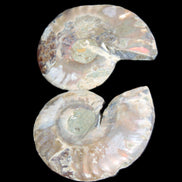Jurassic Ammonite from Madagascar split pair 44*36*5mm 27/29g in sunlight - Rocks and Things Store