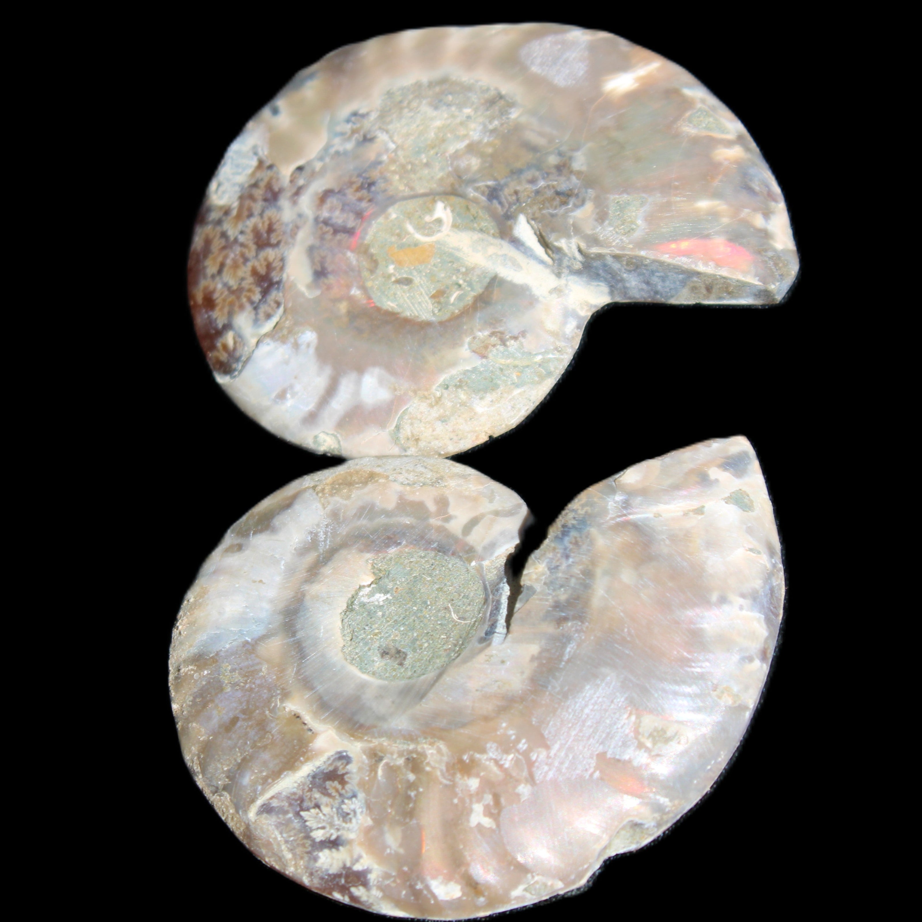 Jurassic Ammonite from Madagascar split pair 44*36*5mm 27/29g in sunlight - Rocks and Things Store
