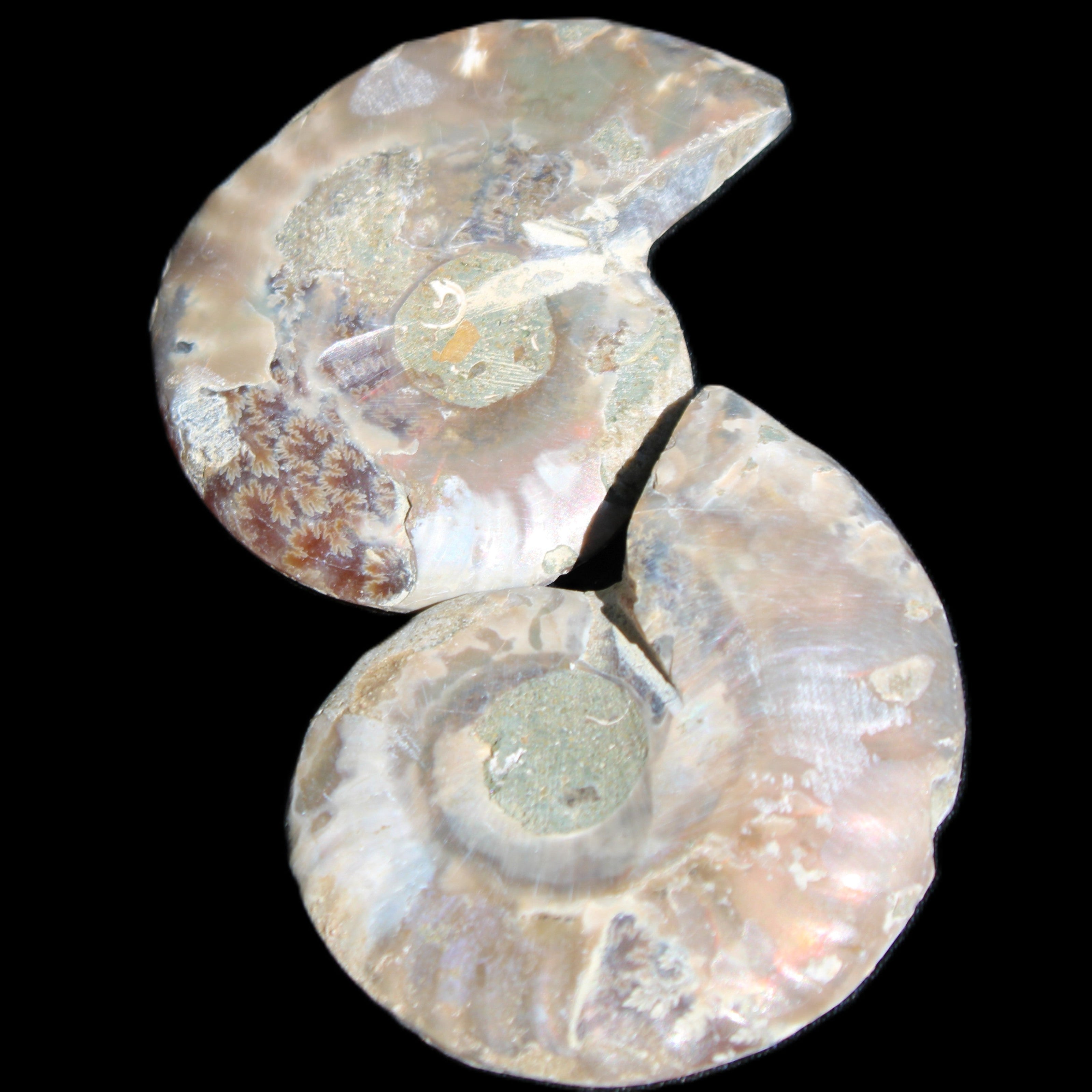 Jurassic Ammonite from Madagascar split pair 44*36*5mm 27/29g in sunlight - Rocks and Things Store