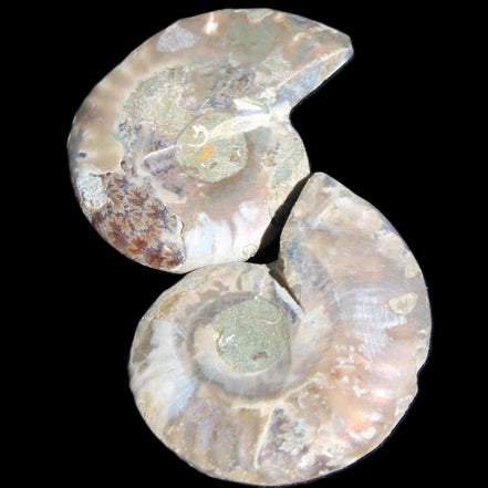 Jurassic Ammonite from Madagascar split pair 44*36*5mm 27/29g in sunlight - Rocks and Things Store