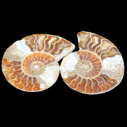 Jurassic Ammonite from Madagascar split pair 44*36*5mm 27/29g in sunlight - Rocks and Things Store