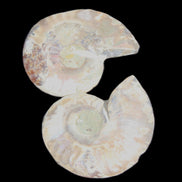 Jurassic Ammonite from Madagascar split pair 44*36*5mm 27/29g in sunlight - Rocks and Things Store