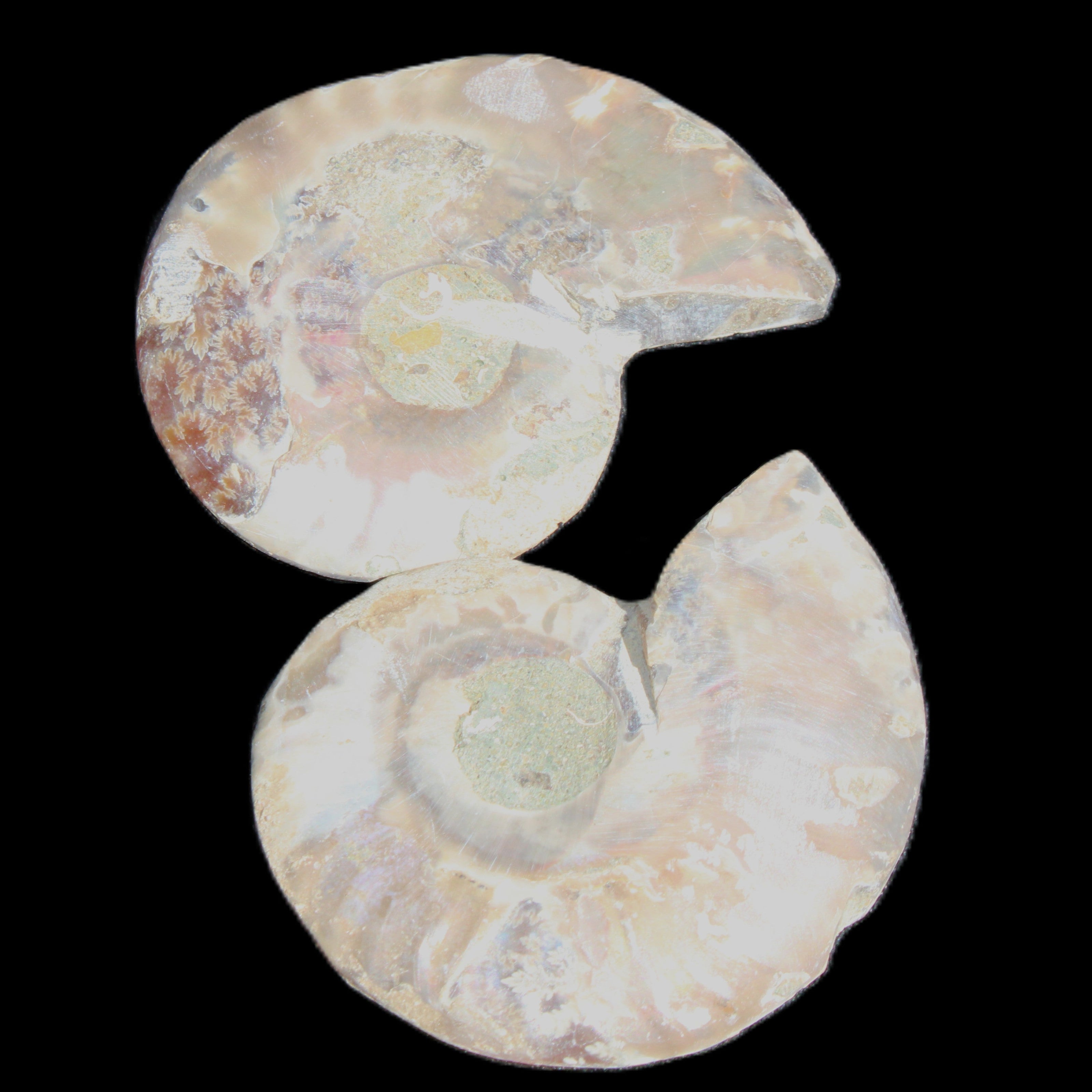 Jurassic Ammonite from Madagascar split pair 44*36*5mm 27/29g in sunlight - Rocks and Things Store