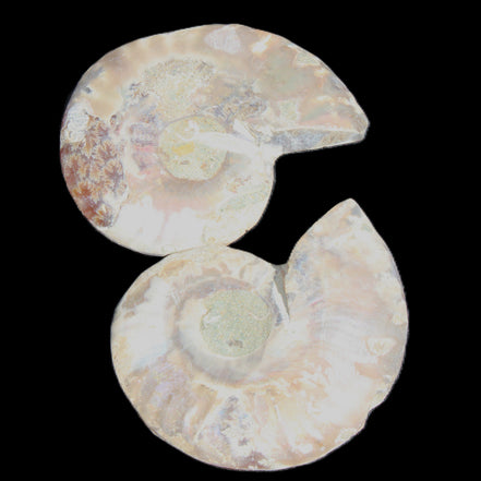 Jurassic Ammonite from Madagascar split pair 44*36*5mm 27/29g in sunlight - Rocks and Things Store