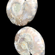 Jurassic Ammonite from Madagascar split pair 44*36*5mm 27/29g in sunlight - Rocks and Things Store
