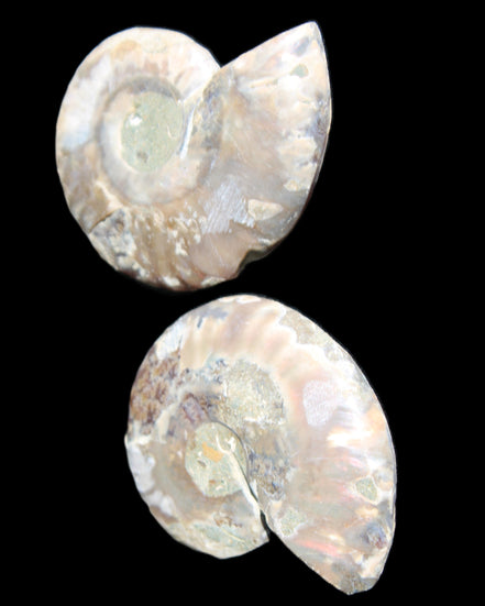 Jurassic Ammonite from Madagascar split pair 44*36*5mm 27/29g in sunlight - Rocks and Things Store