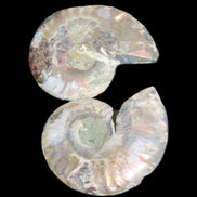 Jurassic Ammonite from Madagascar split pair 44*36*5mm 27/29g in sunlight - Rocks and Things Store