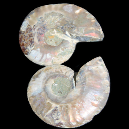 Jurassic Ammonite from Madagascar split pair 44*36*5mm 27/29g in sunlight - Rocks and Things Store