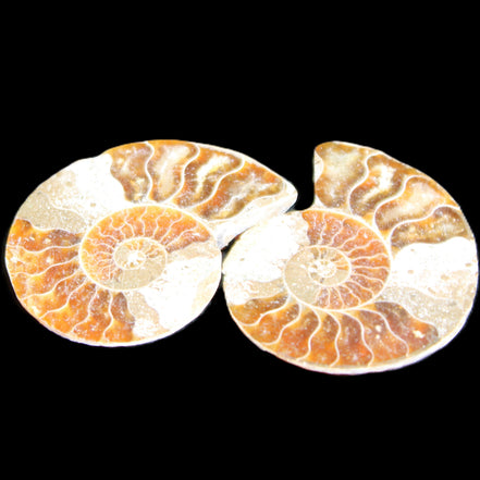 Jurassic Ammonite from Madagascar split pair 44*36*5mm 27/29g in sunlight - Rocks and Things Store