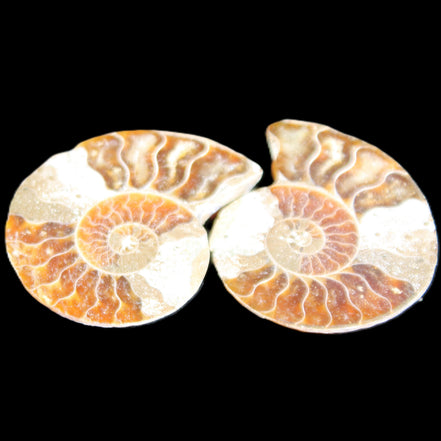 Jurassic Ammonite from Madagascar split pair 44*36*5mm 27/29g in sunlight - Rocks and Things Store