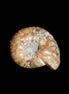 Jurassic Iridescent Ammonite from Madagascar 17-21mm 3/4g in sunlight - Rocks and Things Store