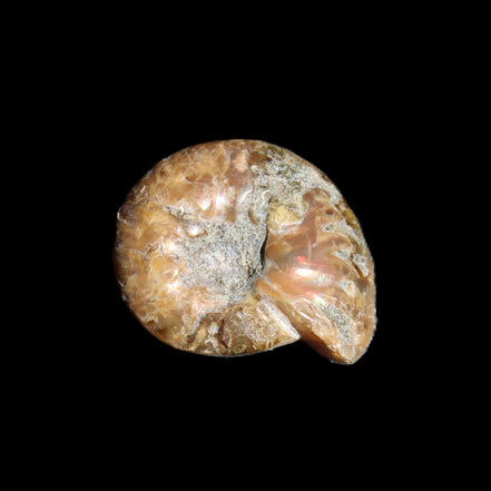 Jurassic Iridescent Ammonite from Madagascar 17-21mm 3/4g in sunlight - Rocks and Things Store